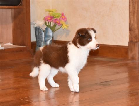 What A Handsome Red And White Border Collie Puppy Collie Puppies