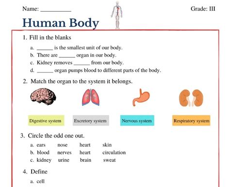 Cbse Class Science Worksheet Cbse Grade Human Body Worksheets The Best Porn Website