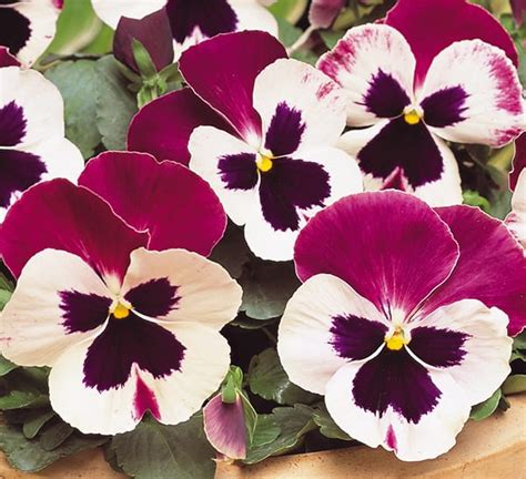 Matrix Rose Wing Pansy Calloways Nursery