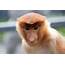Proboscis Monkey  Borneo Malaysia By MrMarth Redbubble