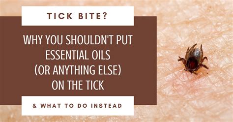 What Antibiotics Treat Tick Bites