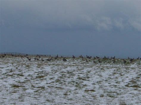 Winter Comes At Last To Caithness 104 Of 326 Geese At Scarfskerry
