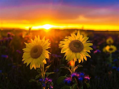 Field Sky Sun Sunflowers Sunset Flowers Yellow Bokeh