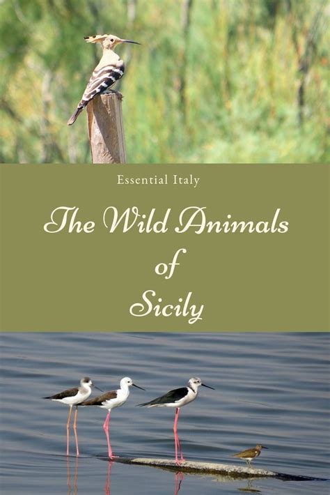 The Wild Animals Of Sicily Essential Italy Sicily Travel Sicily