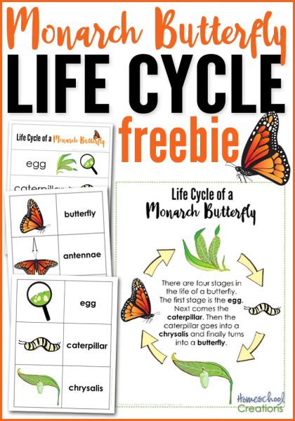 The butterfly waits until its wings stiffen and dry before it flies away to start the cycle of life all over again. Monarch Butterfly Life Cycle Printables