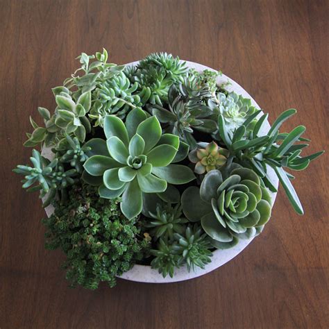 Succulents as a whole have very similar care needs. LARGE SUCCULENT BOWL "WALT GRACE" IN WHITE OR BLACK ...