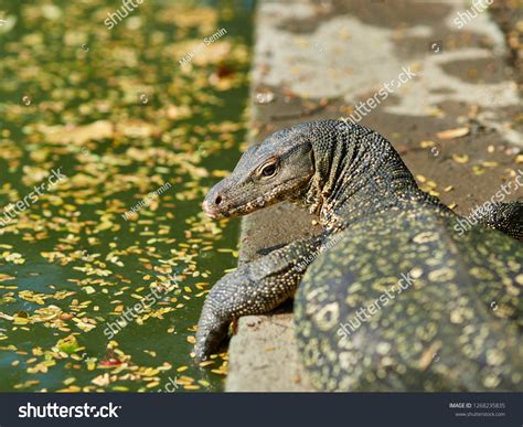 Massive Asian Water Monitor Lizard Spotted Stock Photo 1268235835