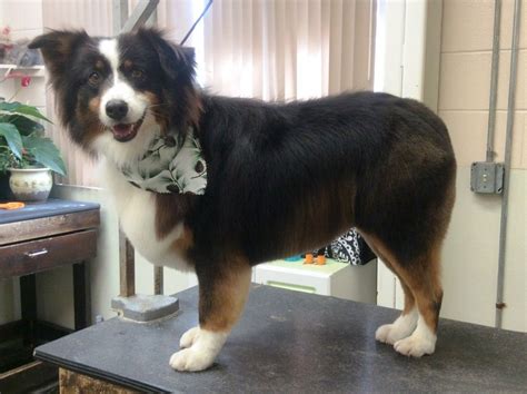 Aussie pet mobile is a quality pet grooming service that offers an exceptional full service grooming experience for your pets in a stress free environment in full comfort and safety right in your driveway. AUSTRALIAN SHEPHERD FEATHER TRIM 1 | Australian shepherd ...