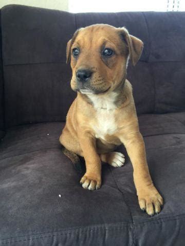 PITBULL / ROTTWEILER MIX PUPPIES for Sale in Sacramento, California Classified | AmericanListed.com