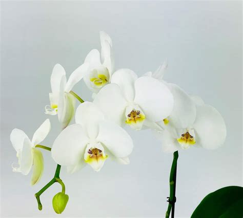 Phalaenopsis Cut Stem White Wholesale Flowers Cascade Floral