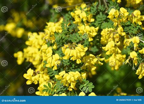Vetch Like Coronilla Stock Image Image Of Yellow Subsp 260657939