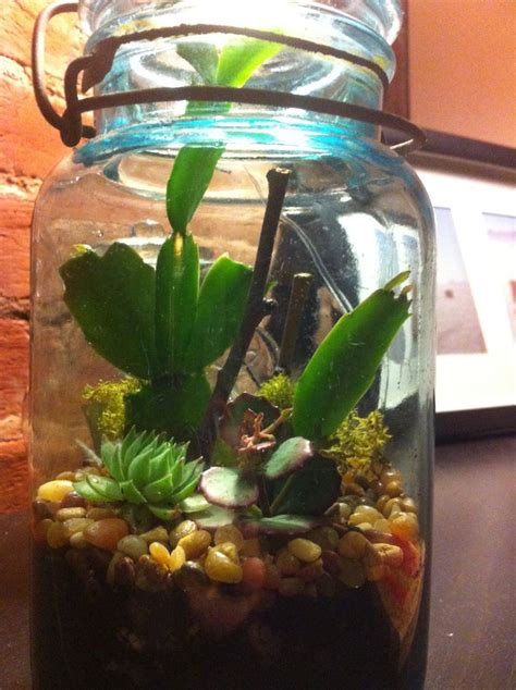 A saguaro cactus i know quite well sind i have one looking at me right now in the living room. 213 best images about Christmas Cactus & House Plants on ...