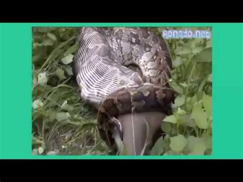Komodo dragon vs lion anaconda snake pet anaconda snake attacks on humans anaconda snake eating bull. Lion VS Giant Anaconda Snake,Giant Anaconda vs lion Giant ...