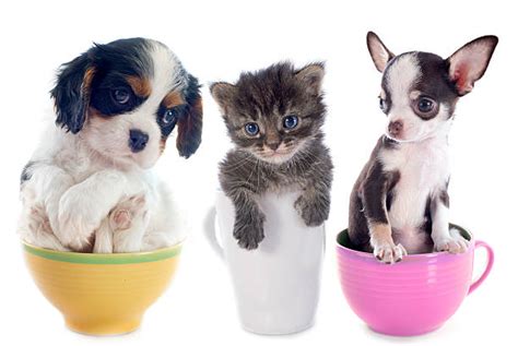 110 Cute Teacup Kittens Stock Photos Pictures And Royalty Free Images