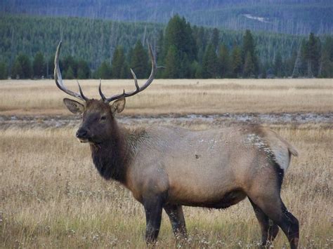 Bull Elk Standing Along An Open Flat Creek Botom During Elk Season