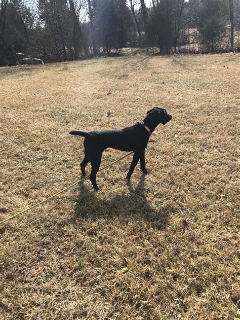 The german shorthaired pointerpoodle is an affectionate, intelligent, lively, and playful dog. SOLID BLACK GERMAN SHORTHAIRED POINTER