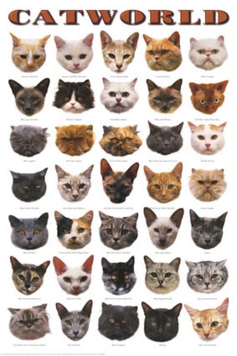 Types Of Cat Breeds