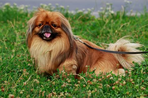 Are Pekingese Hypoallergenic Pekingese Dog Breed Information Best