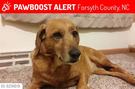 Lost Female Dog In Forsyth County Nc 27101 Named Firu Id 6291019