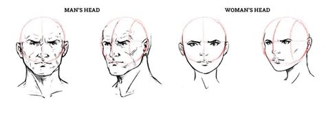 How To Draw A Face Drawing The Male And Female Head