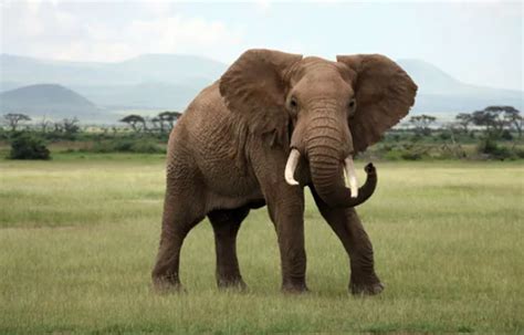 Endangered Elephants Facts Threats And Conservation