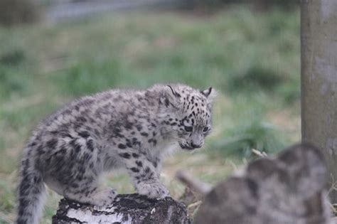 Highland Wildlife Parks Adorable Snow Leopard Cubs Named The