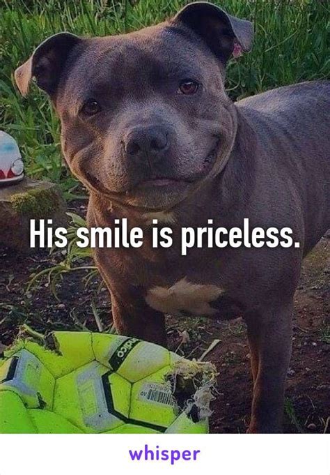 120 Best Images About Pit Bull Memes On Pinterest Pets
