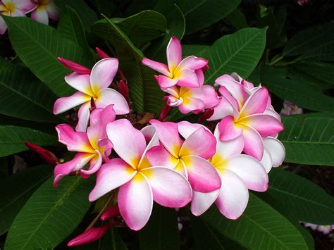 Pink Plumeria Hd High Definition Wallpapers ~ Amazing World Gallery