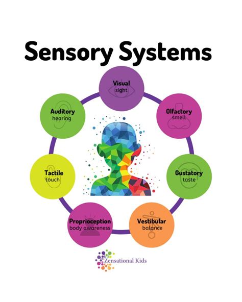 Sensory Systems Zensational Kids Mindfulness And Sel