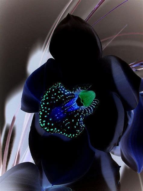 Black Orchid Unusual Flowers Amazing Flowers Beautiful Orchids