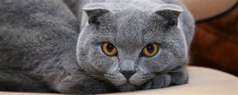Doing diy (do it yourself). How Much Does a Scottish Fold Weight? - Scottish Fold Cats and Kittens - Cat Breed Information ...