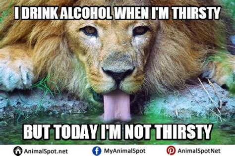 Lion Drinking Water Memes Lion Memes Animal Memes