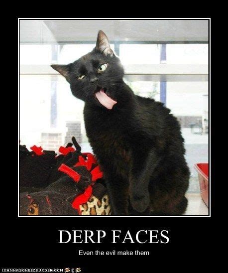 Derp Faces Derpy Cats Cats Cute Animals