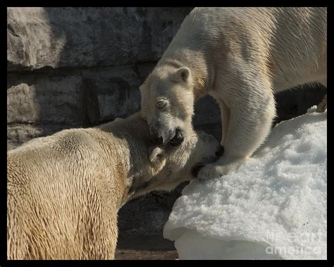Polar Bear Mating Photograph By Darleen Stry
