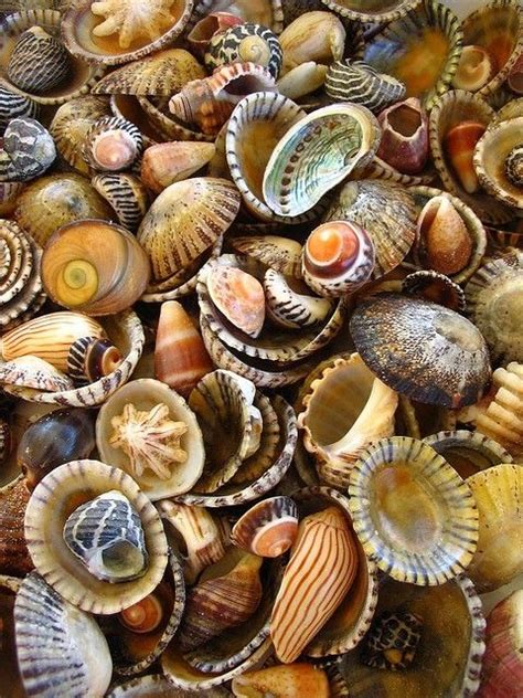 Many Seashells Are Gathered Together On The Beach
