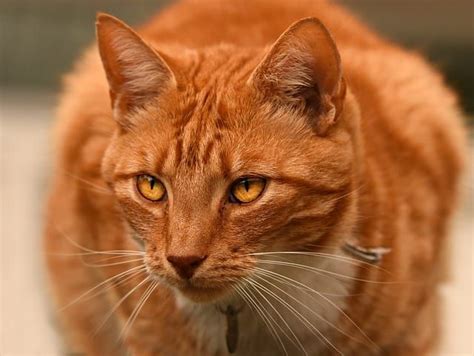 Feline 411 All About Ginger Tabby Cats In 2020 Tabby Cat Pictures