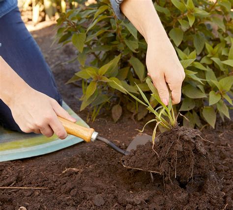 How To Get Rid Of Weeds In Your Garden Without Chemicals