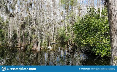 Tropical Swamp Plants And Forest In Everglades Florida
