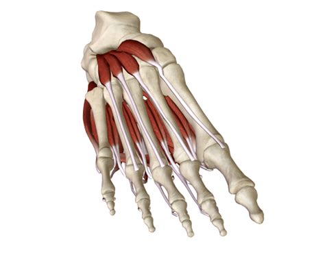 Muscles of the foot <br />intrinsic muscles originate and insert in the foot and control the movement of the toes.<br />extrinsic muscles originate from anywhere in the lower leg, their long tendons cross the ankle joint and insert onto one of the bones of the foot.<br /> 22. Dorsal Foot Muscles