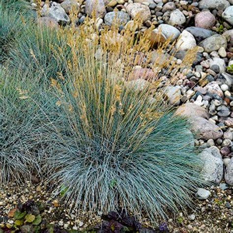 Ornamental Grass Elijah Blue Fescue 1 Gallon
