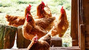 Influenza a virus subtype h5n1 (a/h5n1) is a subtype of the influenza a virus which can cause illness in humans and many other animal species. H5N1 Bird Flu Outbreak Reported in Hunan, China