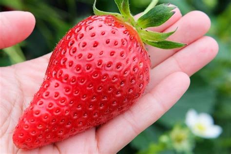 Strawberry Allergy Strawberry Plants