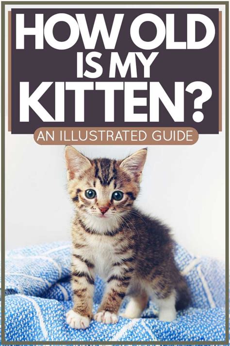 How Old Is My Kitten An Illustrated Guide Thecatsite