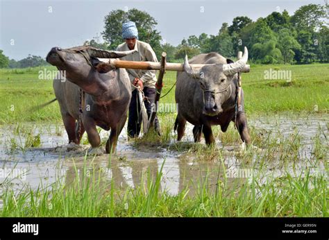 An Indian Farmer Plogh The Agricultural Field With The Buffaloes In A