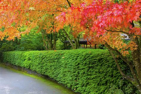 Strolling Path Lined With Japanese Maple Trees In Fall