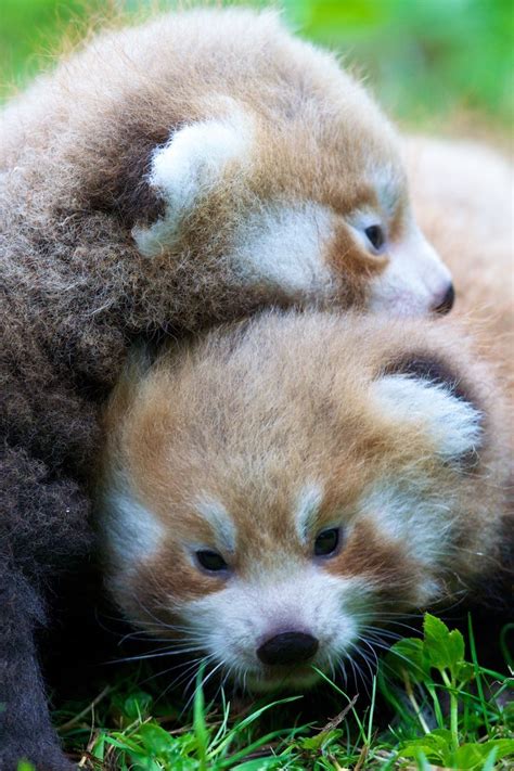 Help Name Dublin Zoos Red Panda Twins Red Panda Baby Red Panda