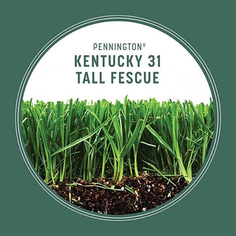 Kentucky Tall Fescue Grass Seed Pennington