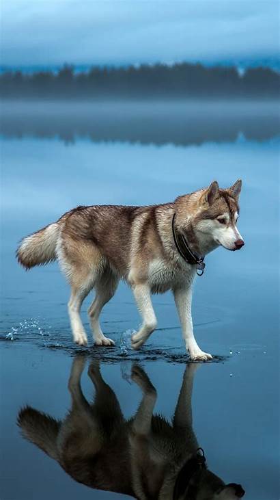 Husky Iphone Dog Ice Walks Wallpapers Pets
