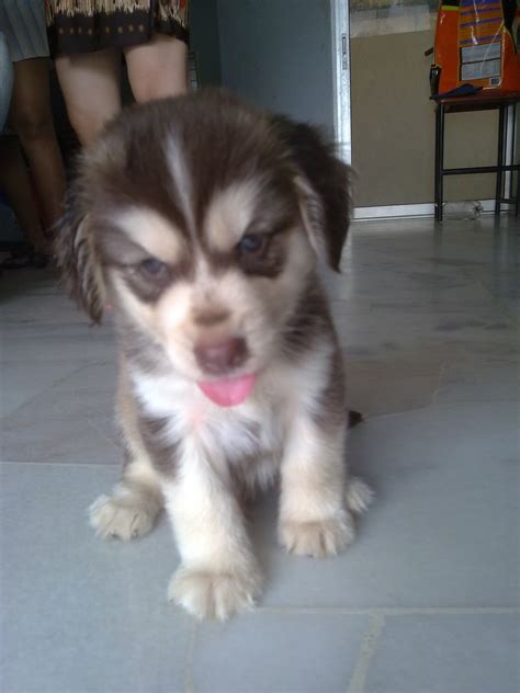 Fluffy Pets Centre Siberian Husky Mix For Sale Sold