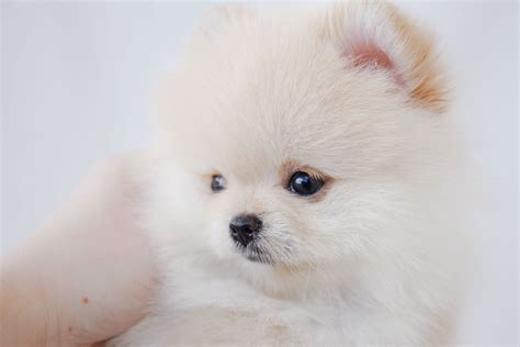 Pomeranian Puppies And Teacup Pomeranians For Sale At TeaCups Teacups Puppies Boutique